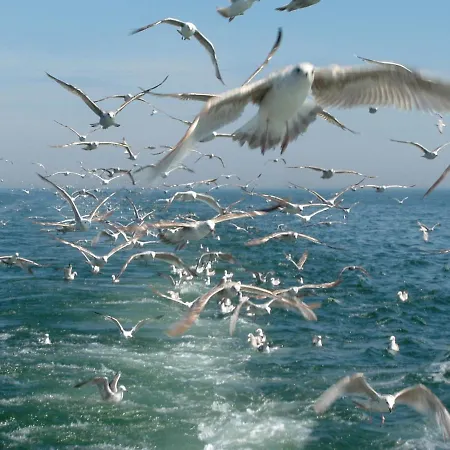 Meduza Appartement Władysławowo