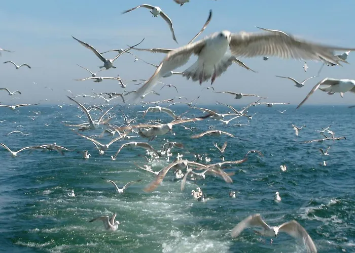 Meduza Appartement Władysławowo